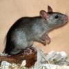 Ratten auf engstem Raum zusammengepfercht