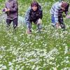 Böller, Blasmusik und Blüten für Fronleichnam