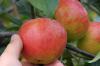 Obstbauern: Weniger Äpfel, aber gute Qualität