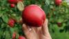 Obstbauern beklagen große Umsatzeinbußen durch Mundraub