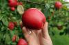 Obstbauern beklagen große Umsatzeinbußen durch Mundraub