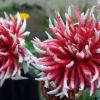 Hobbygärtner lassen Blumen trotz Wetterkapriolen aufblühen