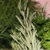 Die "Kräuterhexe" als Gartenbäuerin