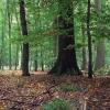 Jagdgenossen nehmen Wald genau unter die Lupe