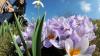 Insel Mainau startet mit über 600.000 Blumen in die Saison