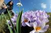 Insel Mainau startet mit über 600.000 Blumen in die Saison