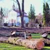 Kirche lässt Bäume am Lenzfrieder Friedhof fällen