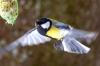 Erste Vögel kehren ins Allgäu zurück