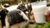 Ausländische Milchmärkte Thema im Allgäu
