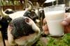 Ausländische Milchmärkte Thema im Allgäu