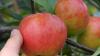 Gute Stimmung bei Obstbauern am Bodensee