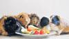 Tote Meerschweinchen lösen Fahndung aus
