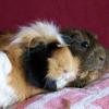 Meerschweinchen zu jung zum Verkauf: Anzeige