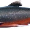 "Alpenlachs" wartet noch auf Genehmigung