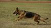 In Oberstaufen hat ein Schäferhund ein neunjähriges Mädchen angegriffen und in den Oberschenkel gebissen. Die Polizei ermittelt gegen die Hundehalterin. (Symbolbild)