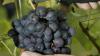 Bodenseewinzer rechnen mit guter Weinlese