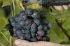Bodenseewinzer rechnen mit guter Weinlese