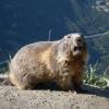 Drahtschlingen um Murmeltierbauten im Hintersteiner Tal gefunden