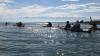 Historisch niedriger Pegelstand am Bodensee