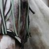 Pferdeschänder schlägt im Allgäu zum fünften Mal zu