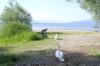 BUND lädt zu Entdeckungsreise an den Bodensee