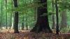 Internationales Jahr der Wälder