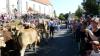 3000 Schaulustige verfolgen tierischen Abtrieb in Markt Rettenbach