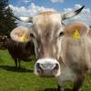 Motive für Kuh-Kalender aus der Edition Allgäu stehen fest