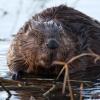Biber lässt sich nicht vertreiben - 1000 Tiere im Allgäu