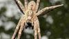 Eine Nosferatu-Spinne. Das Tier wurde in Baden-Württemberg entdeckt. Eine Nosferatu-Spinne. Das Tier wurde in Baden-Württemberg entdeckt.