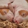 In Waltenhausen sind zwei Ferkel bei einem Garagenbrand verletzt worden. Eine über der Gitterbox angebrachte Wärmelampe war am Sonntagabend in die Box gefallen und hatte das Stroh entzündet. (Symbolbild)