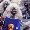 Vier Narrensprünge ndash Wolfsrudel Maierhöfen feiert Jubiläum mit Umzug am Samstag