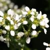 Seltenes Löffelkraut wird geschützt
