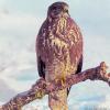 Vogelschützer appellieren an Bauern: Bussarden und Habichten die Scheune öffnen