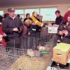 Rund 1300 Besucher kommen zum Buchloer Frühjahrsmarkt der Züchter
