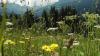 Kleinwalsertal stimmt für Panoramabahn zwischen Ifen und Walmendingerhorn