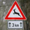 Im Allgäu ist es am Montag und Dienstag zu drei Unfällen mit Wildtieren gekommen. In Buchloe kollidierte ein unbekannter Autofahrer mit einem Reh und fuhr weiter, ohne den Unfall zu melden. (Symbolbild)