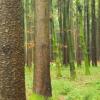Ruderatshofen engagiert sich in der Bergwaldoffensive