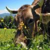 Kostenlose Verteilung des Spiels Allgäuer Milch-Memory