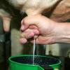 Allgäuer Milch Memory wird an Kindergarten überreicht