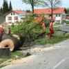 Für jeden gefällten Baum in der Augsburger Straße in Füssen gibt es zwei neue