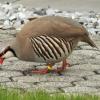 Chukarhuhn: Seltener, gefiederter Besucher in Kempten