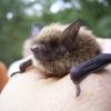 Bund Naturschutz Lindau organisiert Exkursion zum Thema Fledermäuse