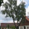 In Leeder müssen fünf Birken gefällt werden