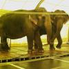 PETA fordert Gastspielverbot von Circus Krone in Immenstadt wegenTierquälerei