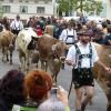 Zurück von der Sommerfrische - Viehscheid 2012 in Markt Rettenbach