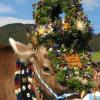 Viehscheid 2012: 5. Jahreszeit im Allgäu beginnt  ndash Auftakt in Seeg und Pfronten