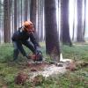 Baumfällarbeiten bei Burgberg beginnen erst nächste Woche