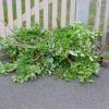 Gartenabfälle werden im Unterallgäu wieder abgeholt