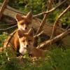 100 besonders schöne Fotos von Ab in die Natur sind ab heute online zu sehen und zu bewerten